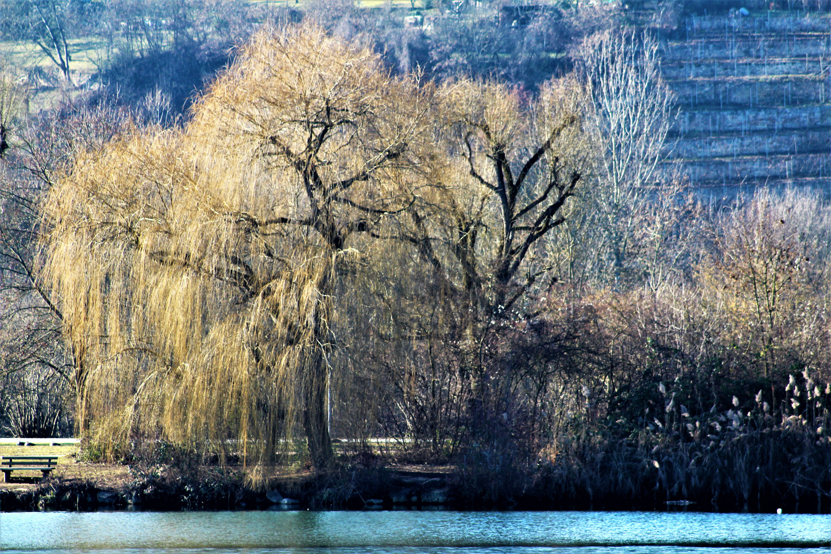 die Natur im Winter