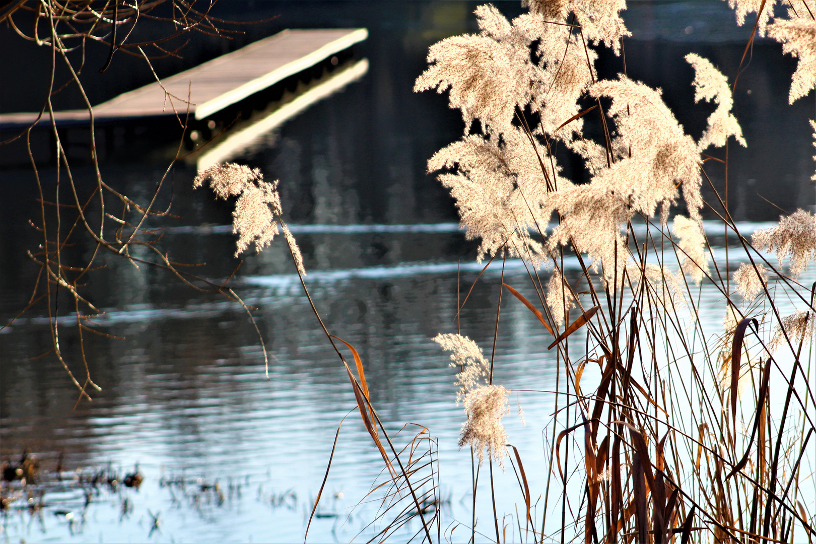 die Natur im Winter