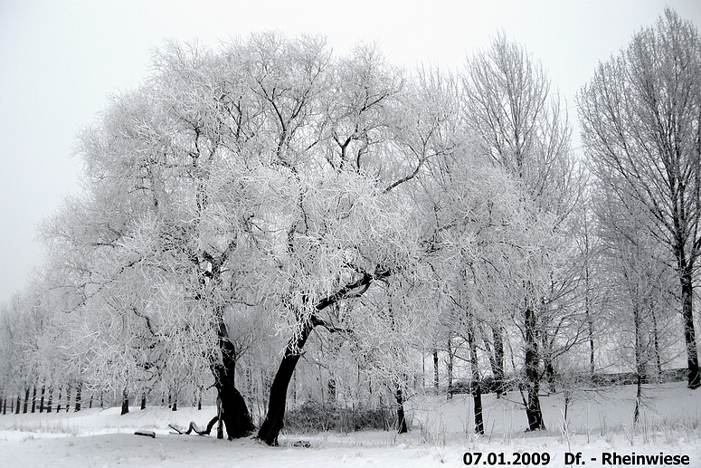 Die Natur im Winter Düsseldorf - Rheinwiese