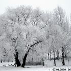 Die Natur im Winter Düsseldorf - Rheinwiese