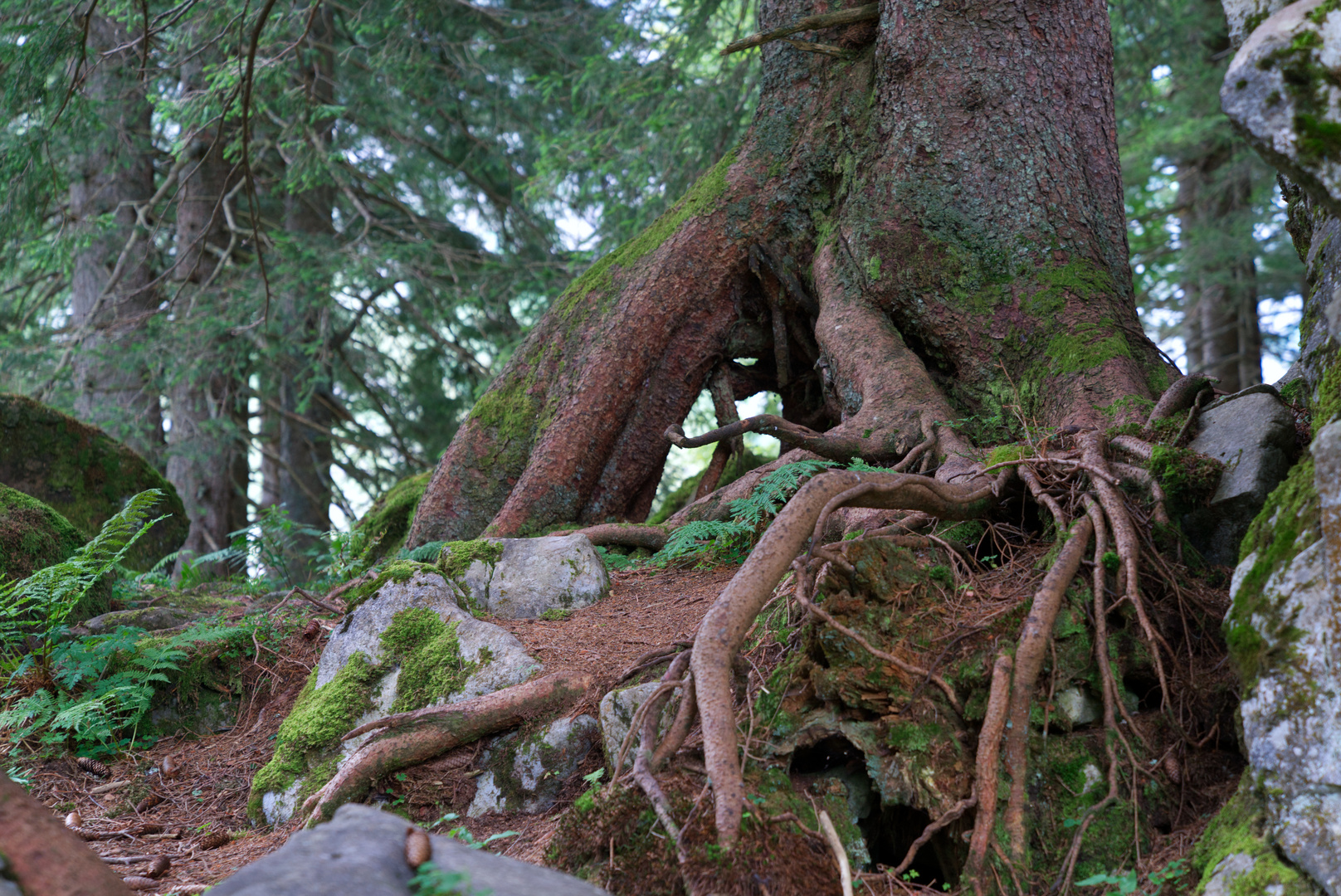 Die Natur - immer wieder einmalig