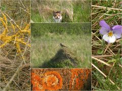 Die Natur in Lønstrup und Umgebung .( 2 )