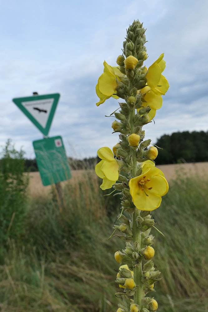 Die Natur in schwerer Schieflage?