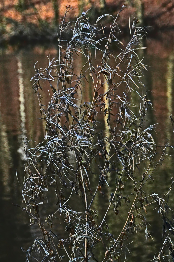 die Natur ist auch ohne Blüte schön