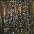 die Natur ist auch ohne Blüte schön