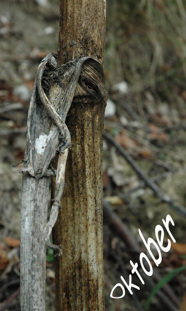 Die Natur ist auf dem Rückzug - warte es wird auch wieder Frühling!