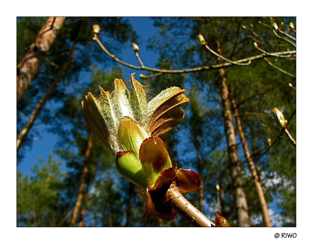 die Natur ist aufgewacht...........