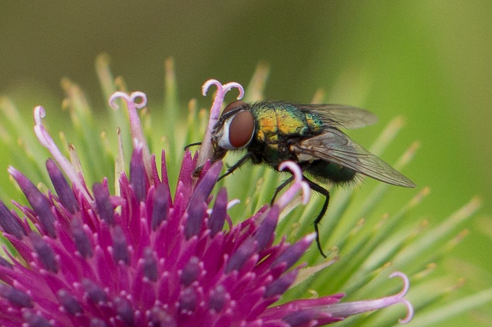 die Natur ist bunt