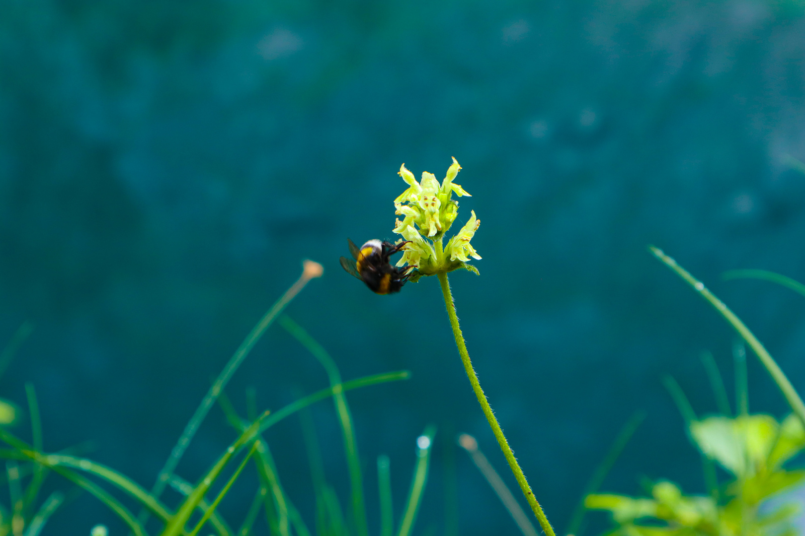 Die Natur ist die wahre Schönheit! 