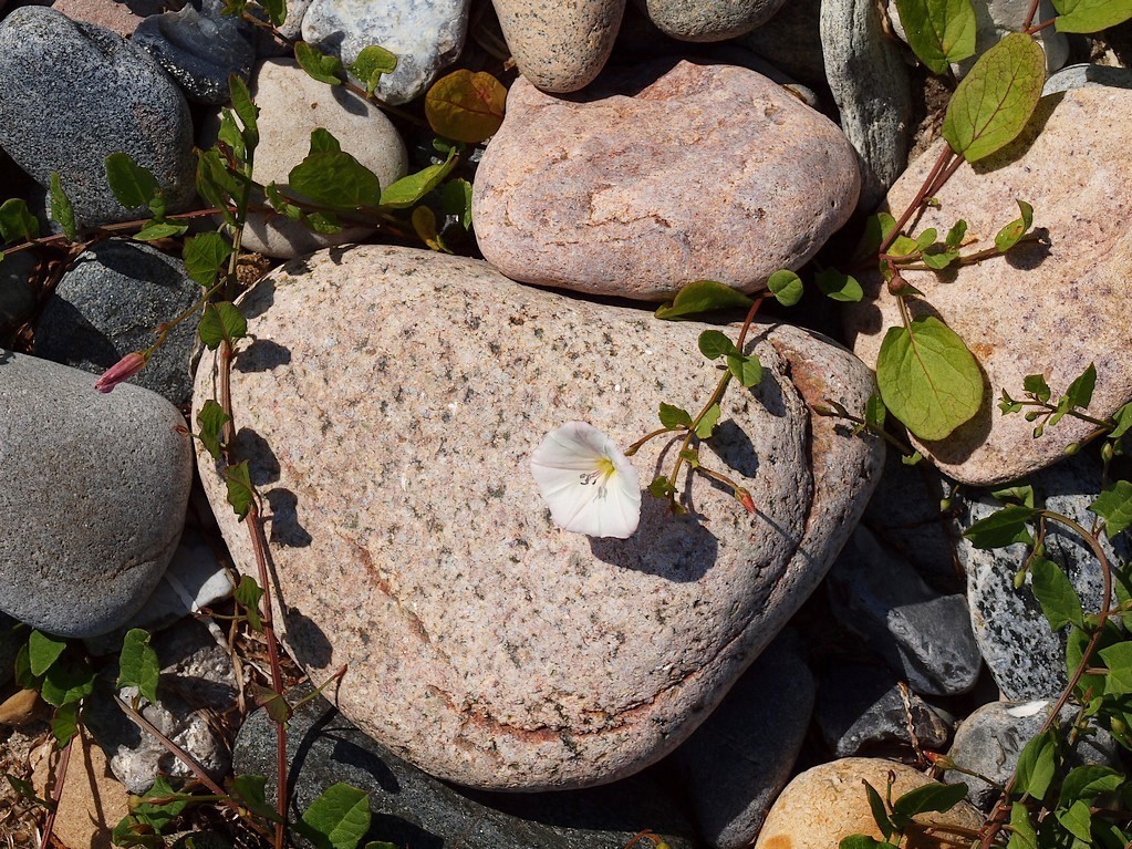 Die Natur ist eine Künstlerin (2)