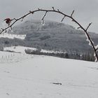 Die Natur ist eine Zauberin