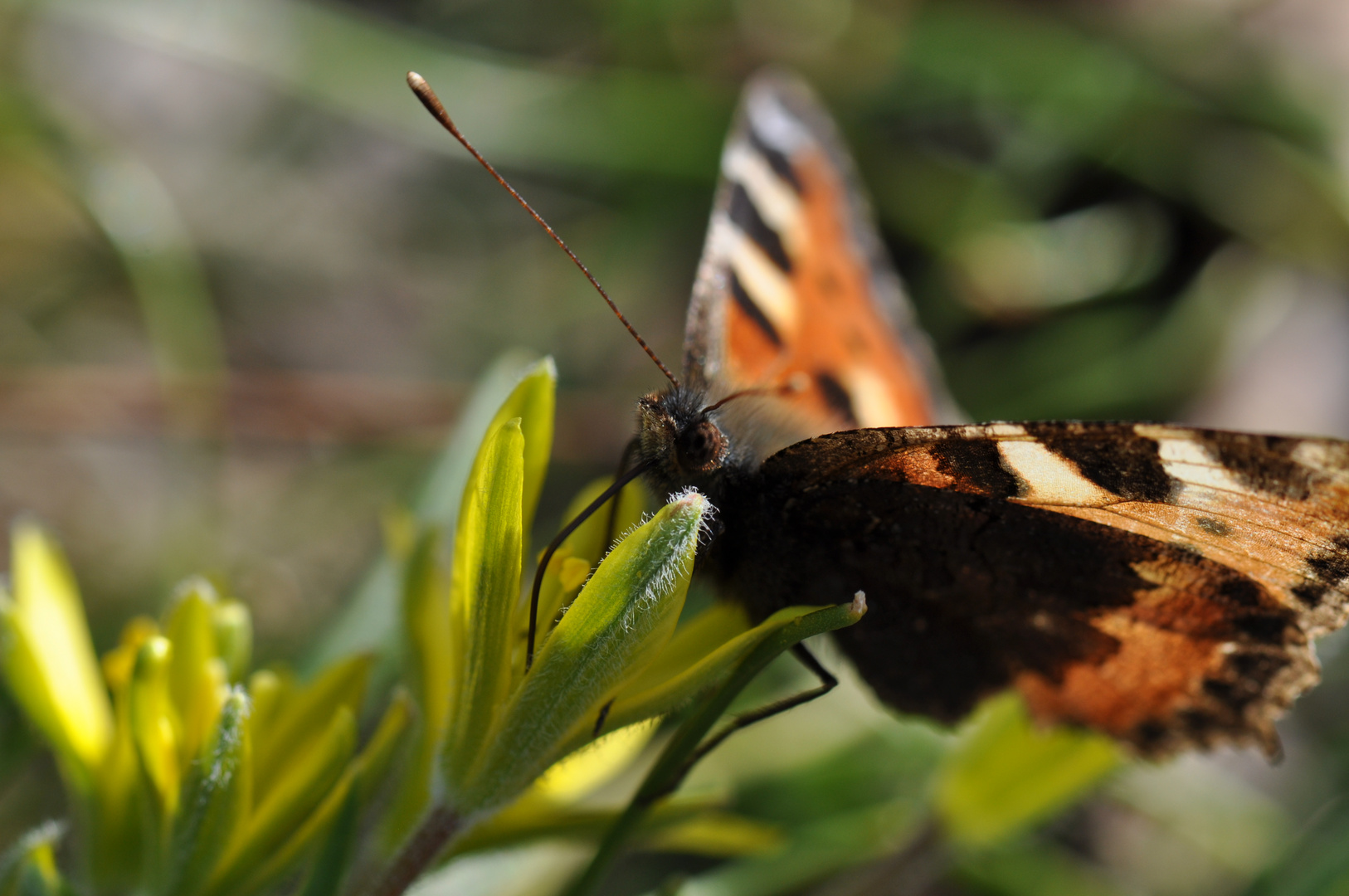 Die Natur ist erwacht...