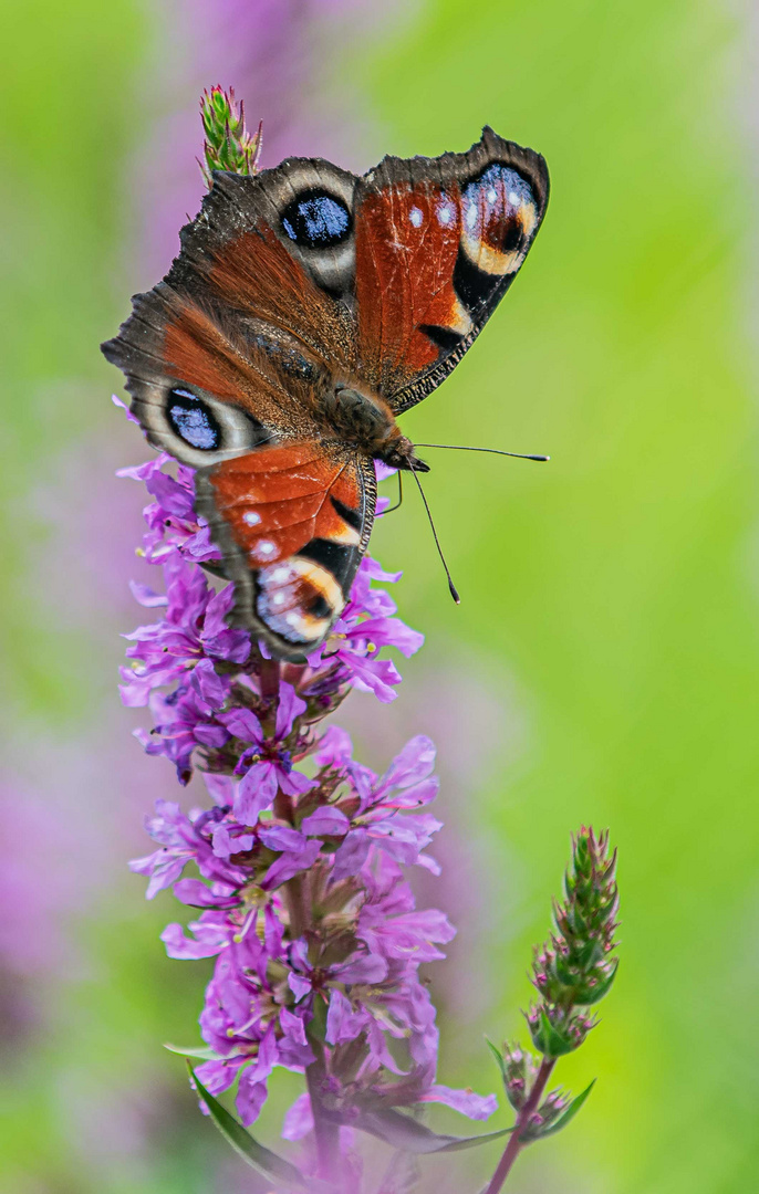 die Natur ist so schön und bunt...