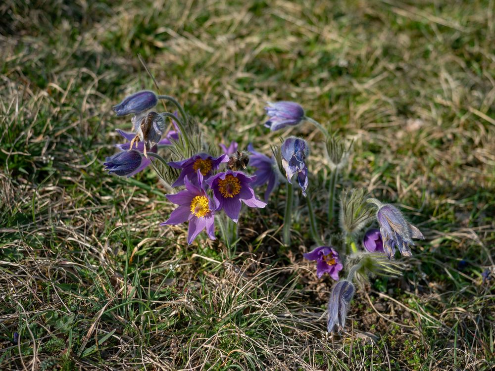 Die Natur ist stärker