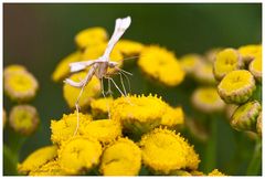 Die Natur ist voller kleiner Wunder..