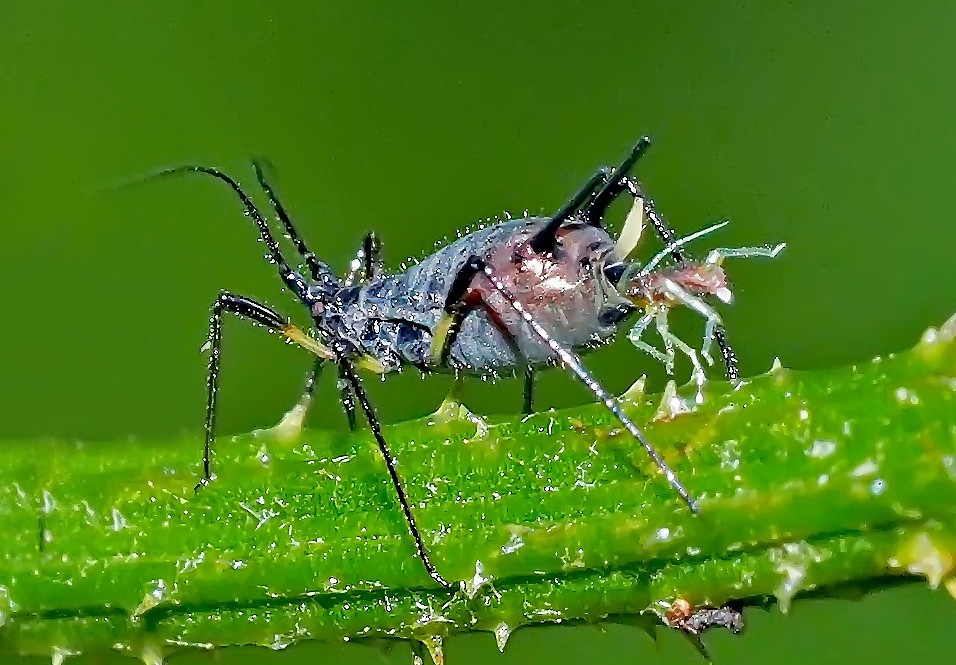 Die Natur ist voller Wunder: Geburt einer geklonten Babylaus...