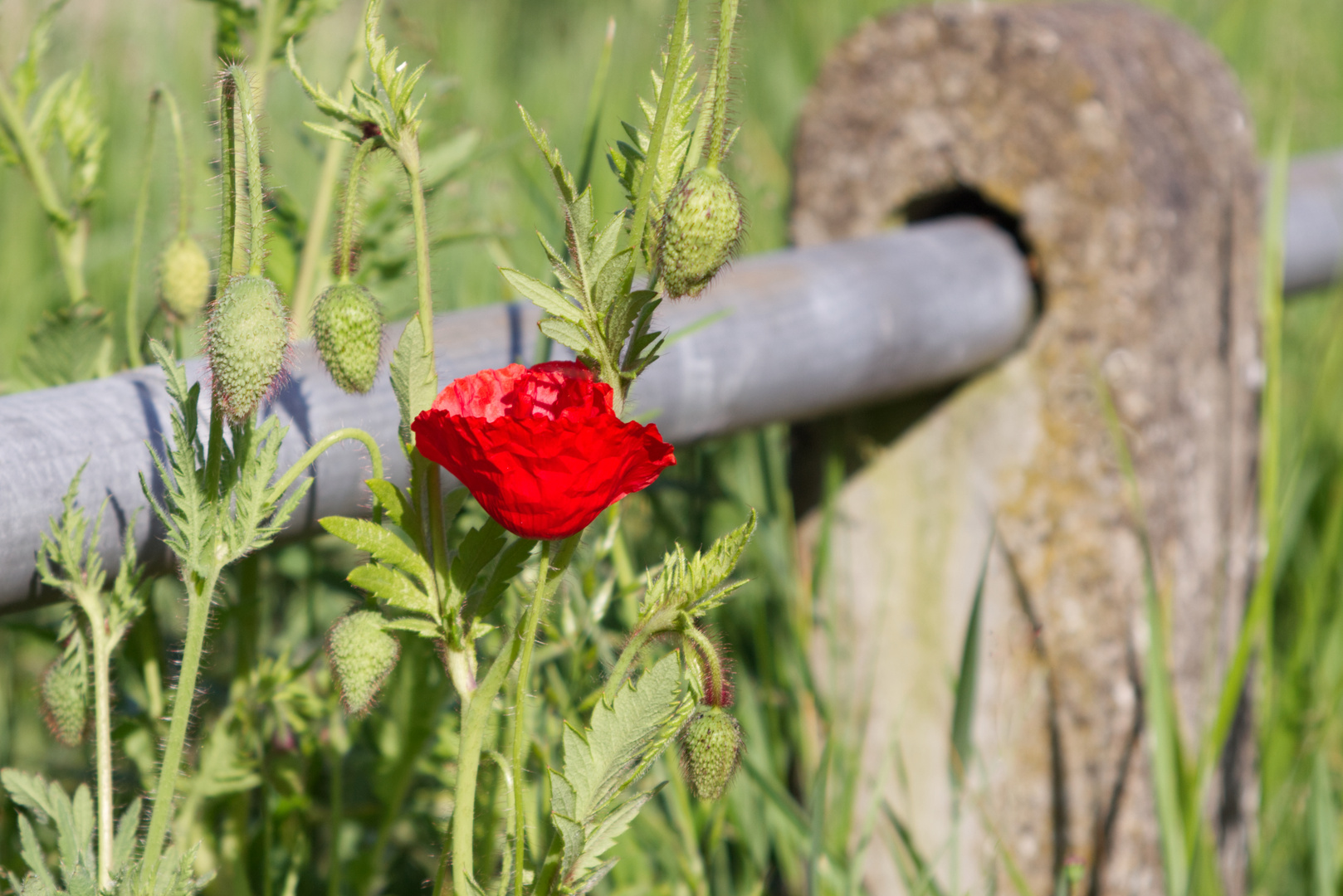 Die Natur kämpft gegen das vom Menschen erschaffene