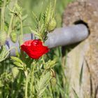 Die Natur kämpft gegen das vom Menschen erschaffene