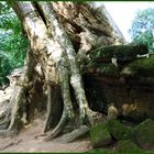 Die Natur kämpft mit der mehr als 1000 Jahre alten Khmer- Kultur