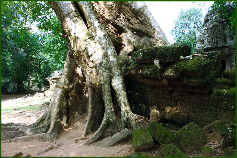 Die Natur kämpft mit der mehr als 1000 Jahre alten Khmer- Kultur