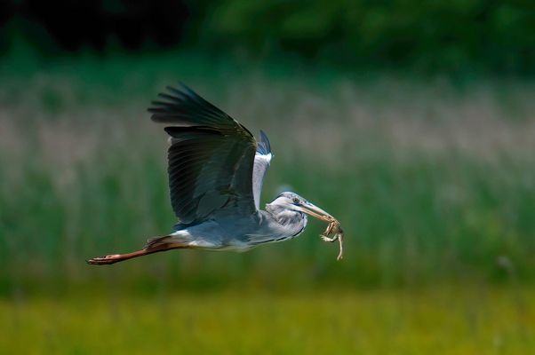 Die Natur kann grausam sein