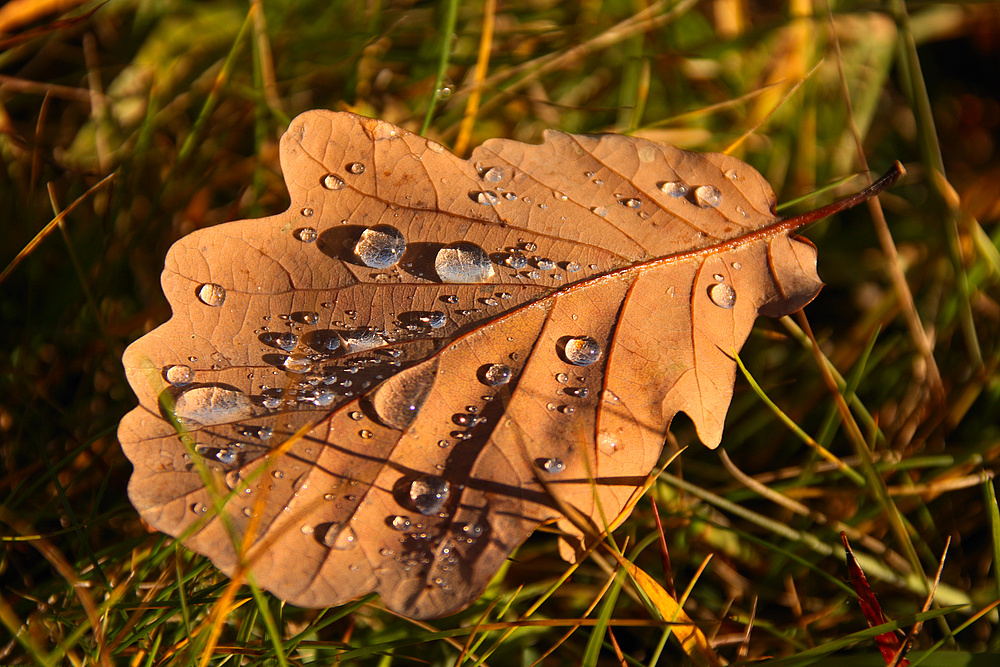 Die Natur kann so schön sein, man muss nur die Augen auf haben.