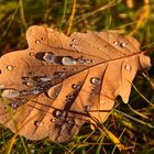 Die Natur kann so schön sein, man muss nur die Augen auf haben.