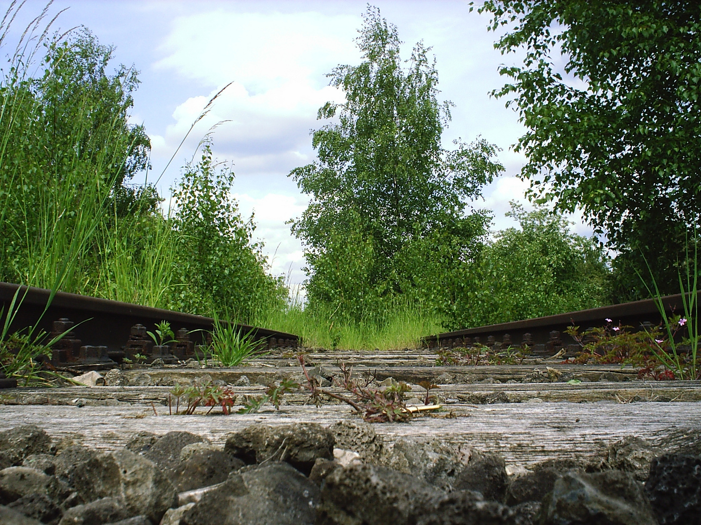 Die Natur kehrt zurück