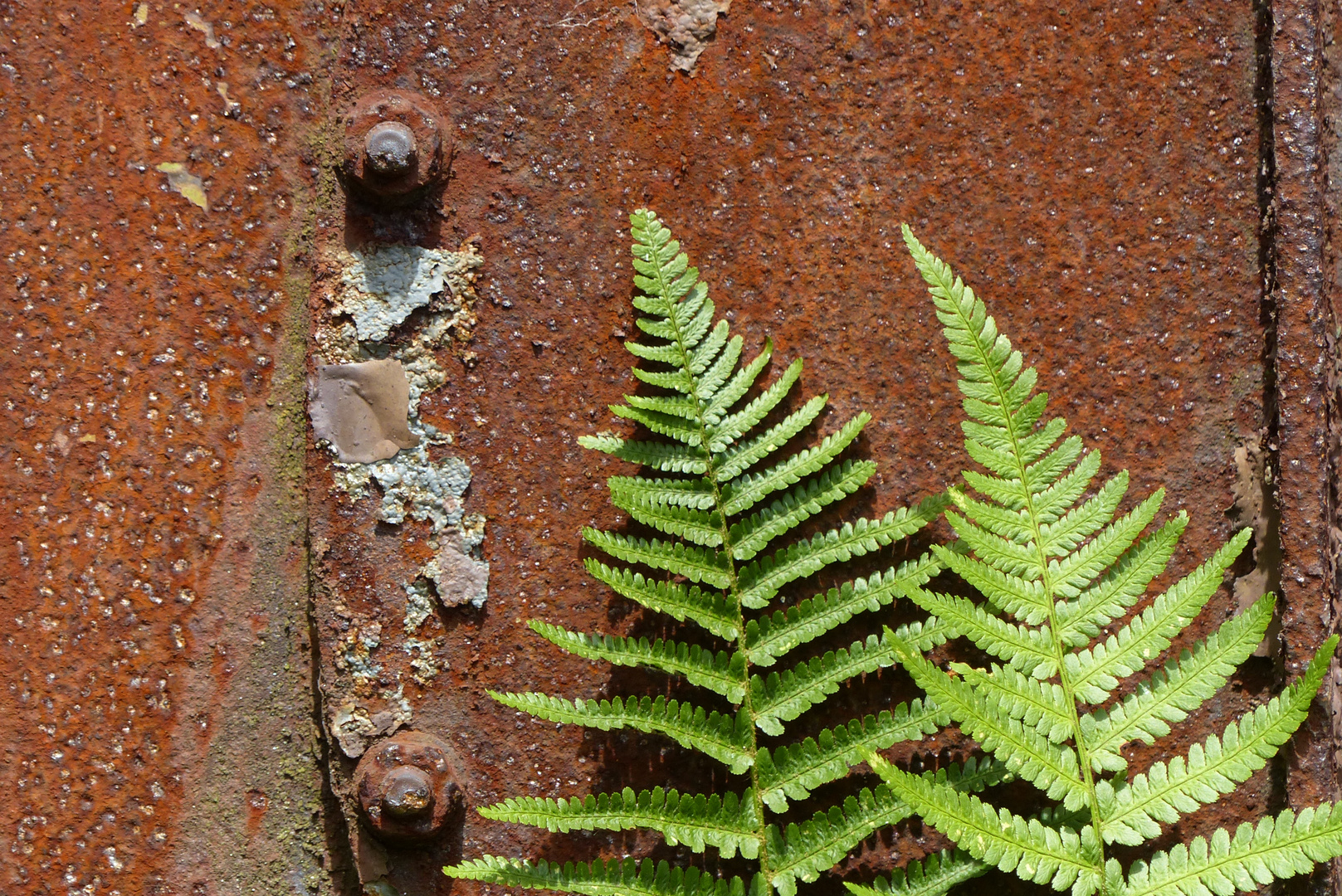 Die Natur kehrt zurück 2