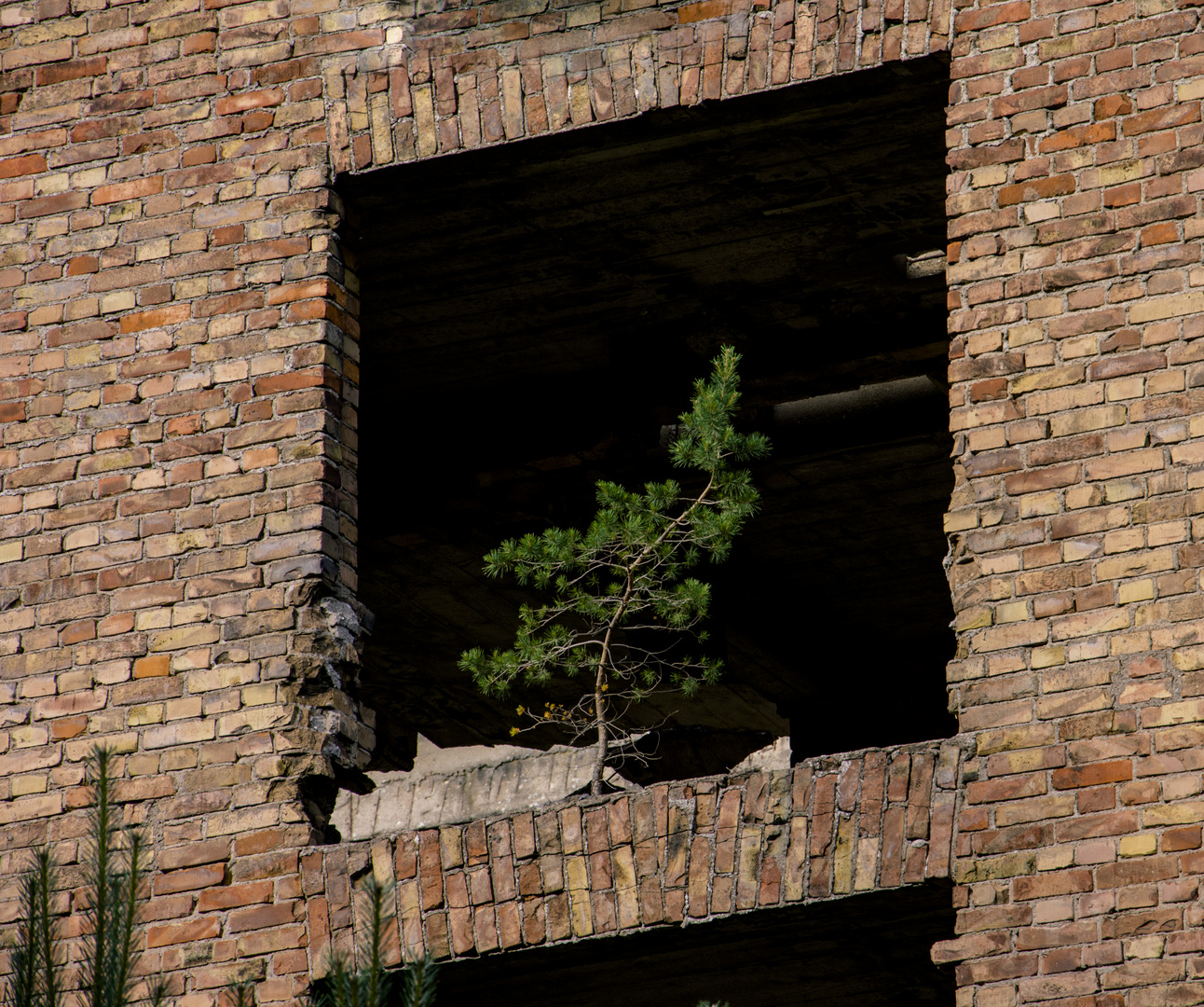 Die Natur kehrt zurück