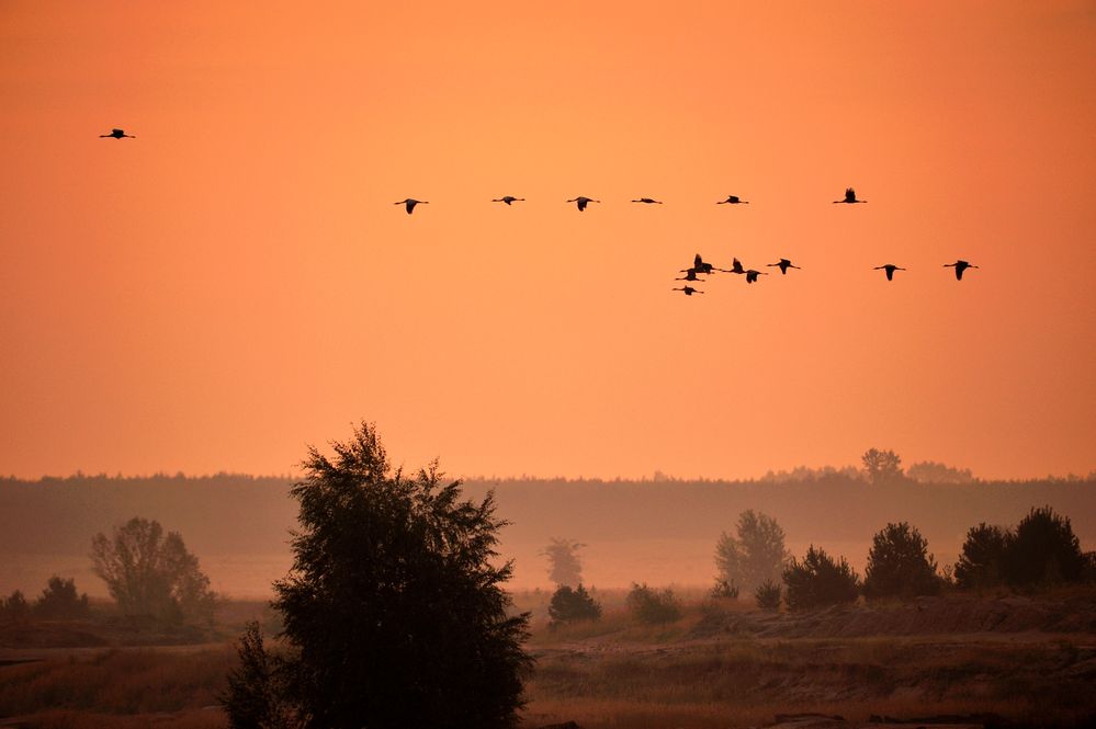 Die Natur kehrt zurück ... Bild 1