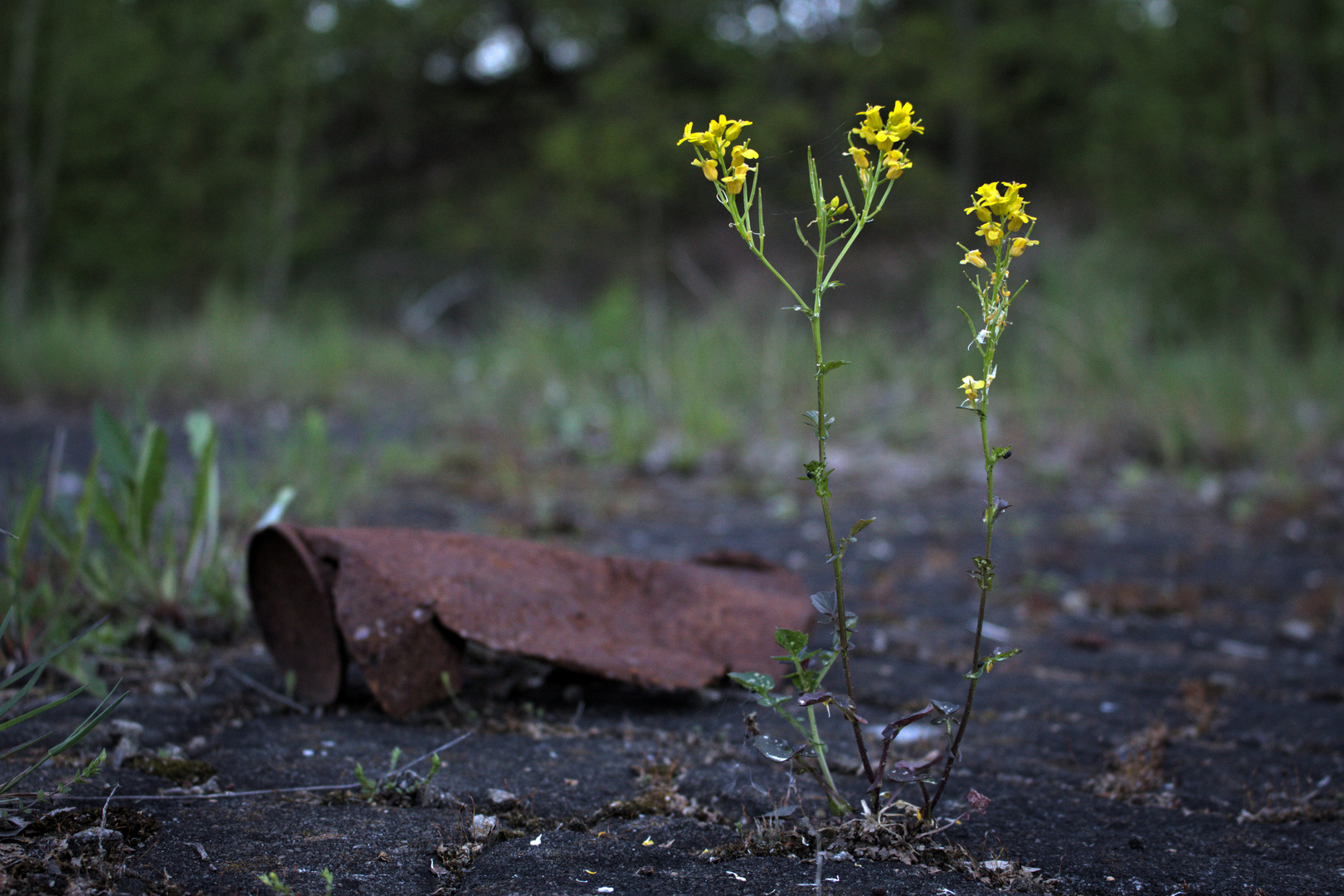 "Die Natur kennt keine Probleme...