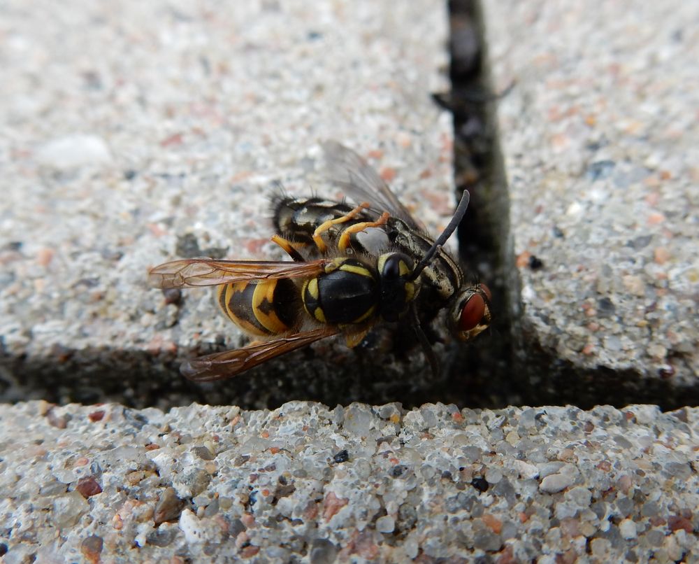 Die Natur kennt keine Verschwendung