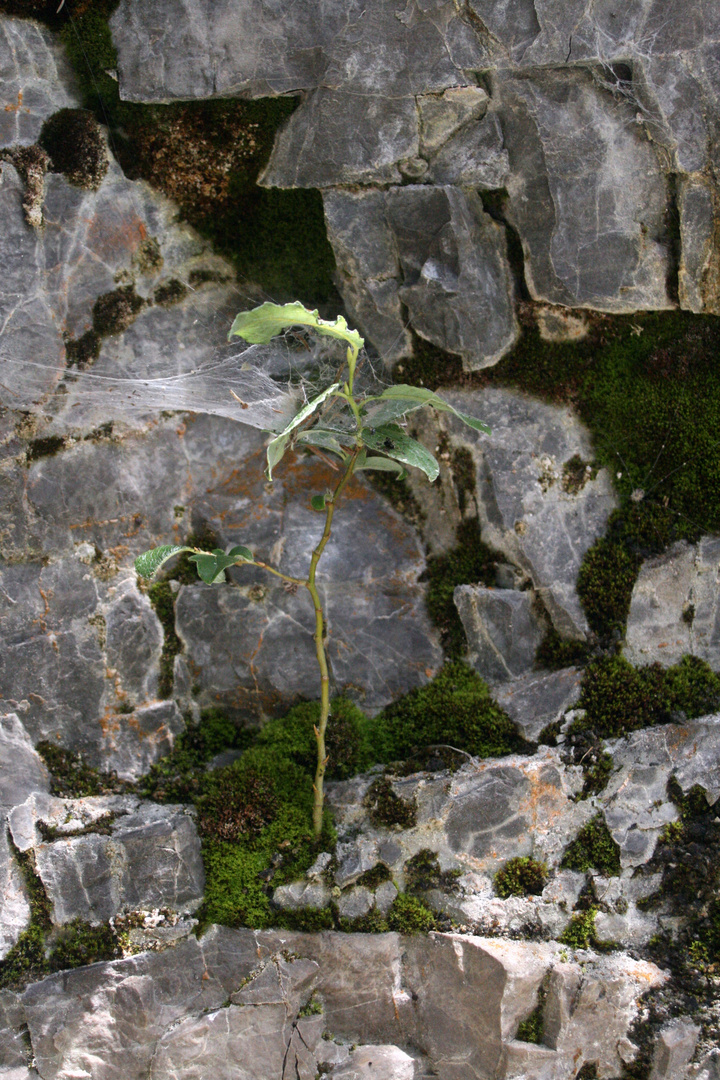 die Natur kennt viele Wege