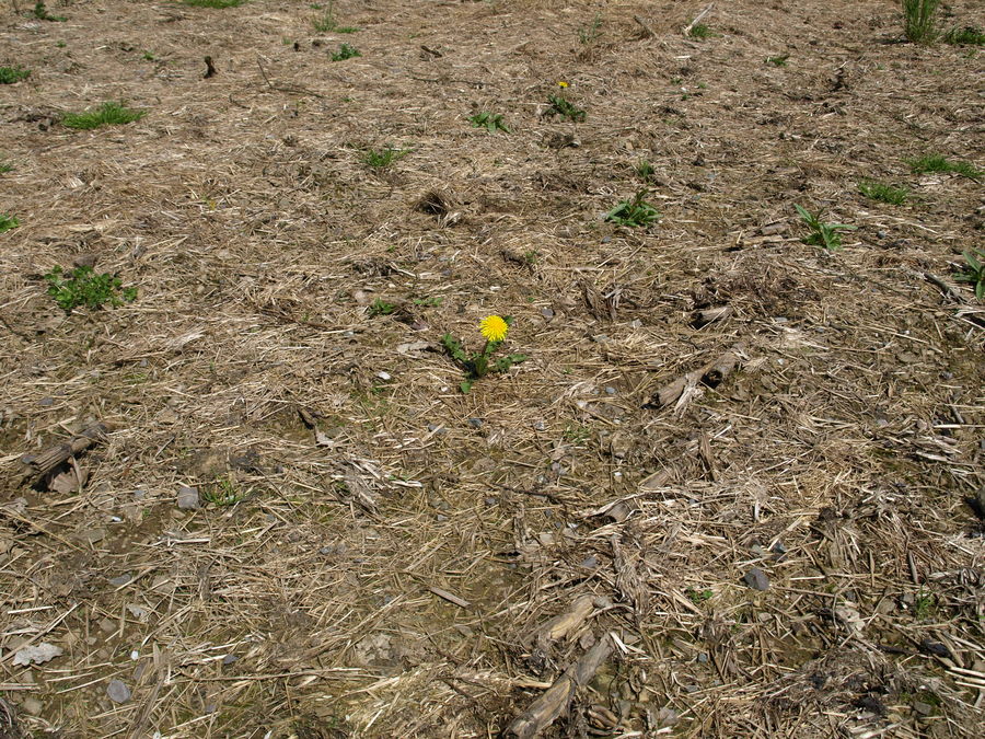 Die Natur kommt immer wieder, in ihrer vollen Pracht!