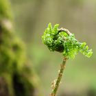 Die Natur kommt in Bewegung...