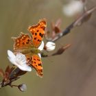 Die Natur kommt in Schwung