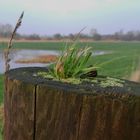 Die Natur kommt zurück...