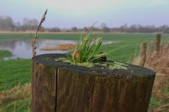 Die Natur kommt zurück...