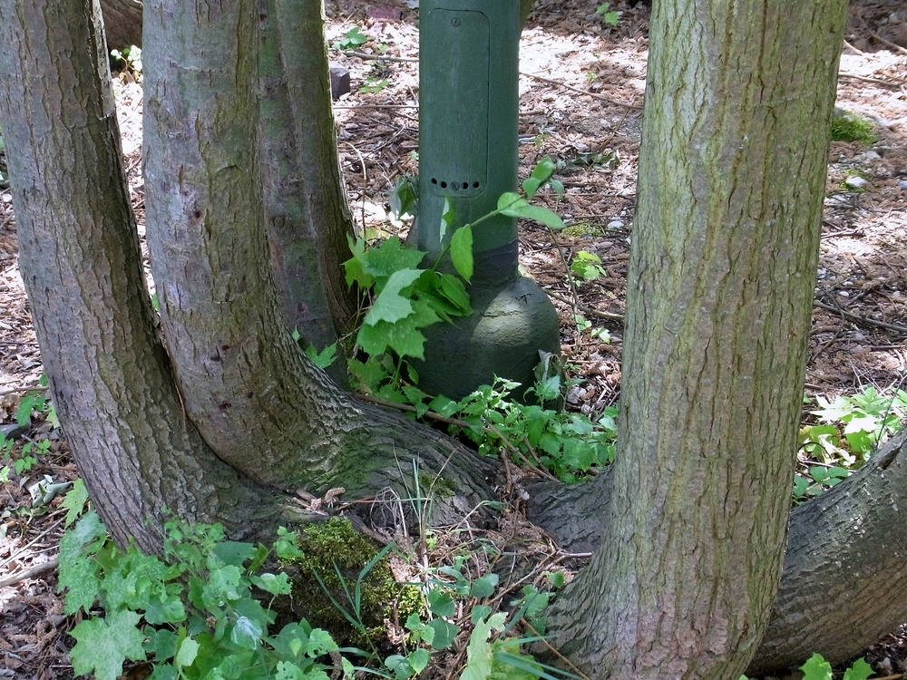 Die Natur kommt zurück auf stillgelegten Bahnhöfen.