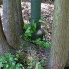 Die Natur kommt zurück auf stillgelegten Bahnhöfen.