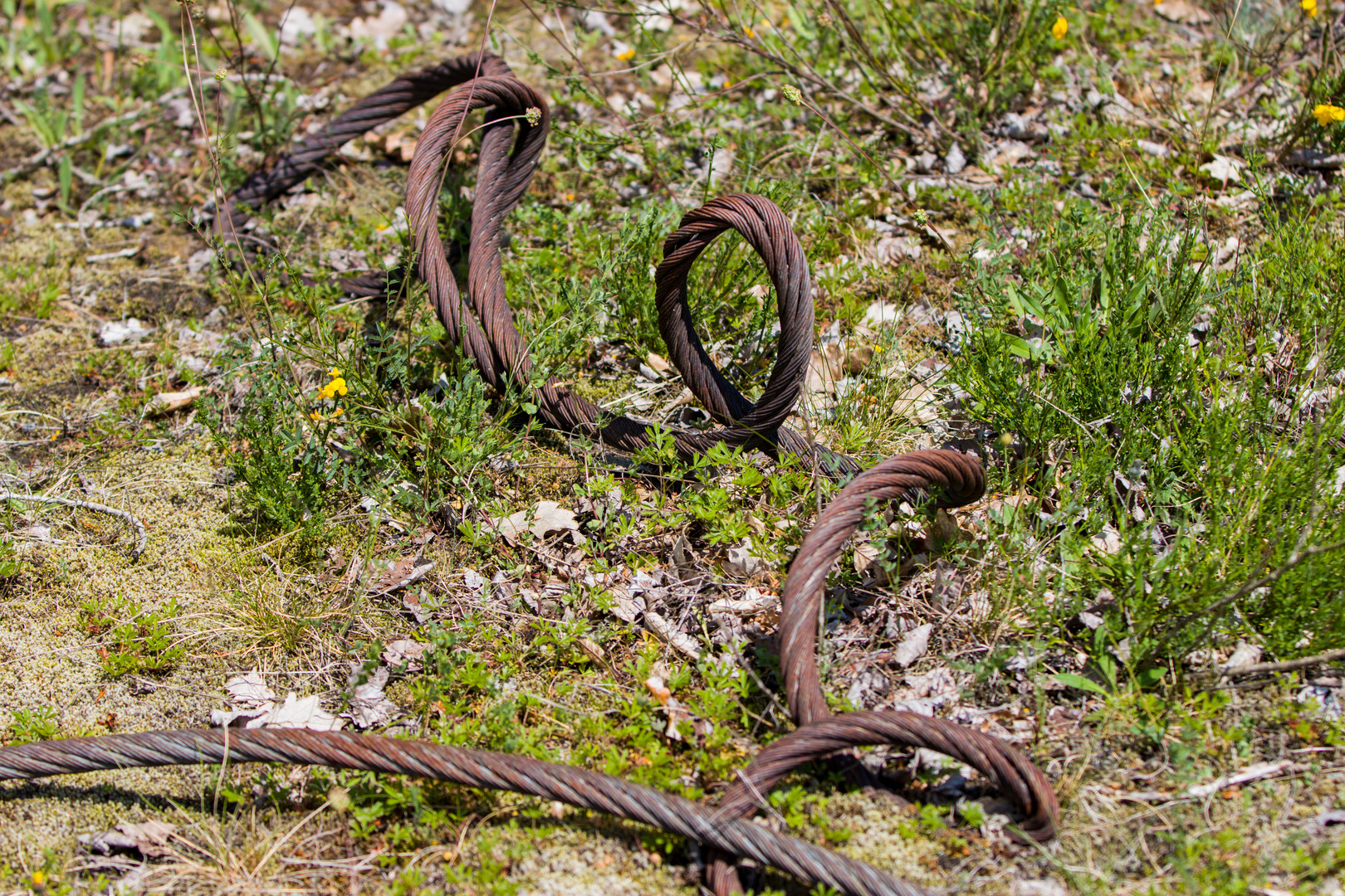 Die Natur kommt zurück