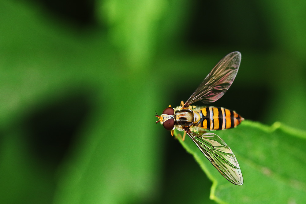 die natur-künstlerische Aufnahme einer Schwebfliege