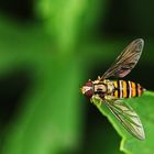 die natur-künstlerische Aufnahme einer Schwebfliege