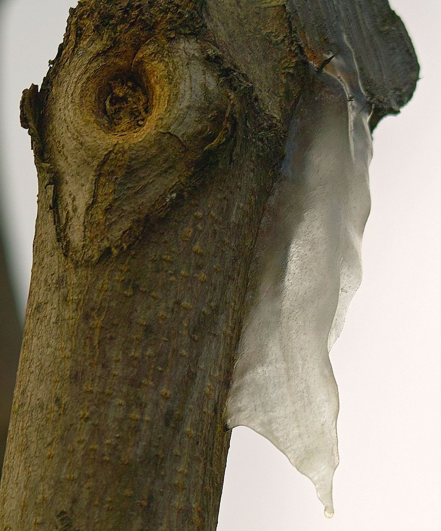 Die Natur läßt sich nicht aufhalten,der Baumsaft fließt auch bei -8°C .