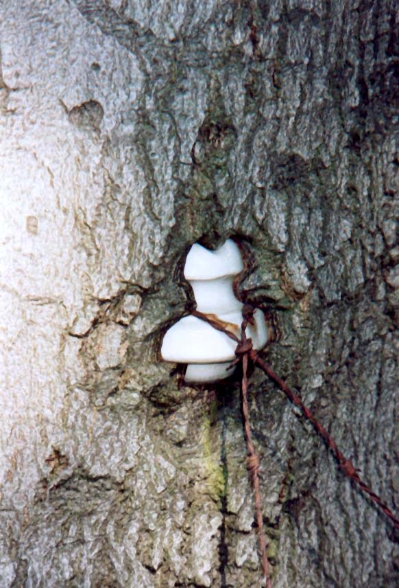 Die Natur lässt sich nicht einsperren