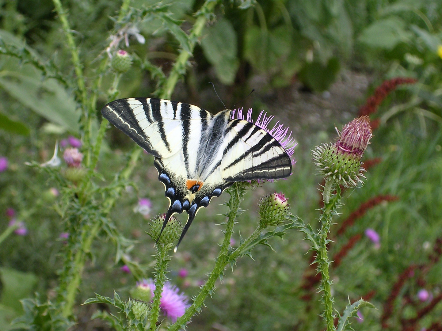 die natur lebt