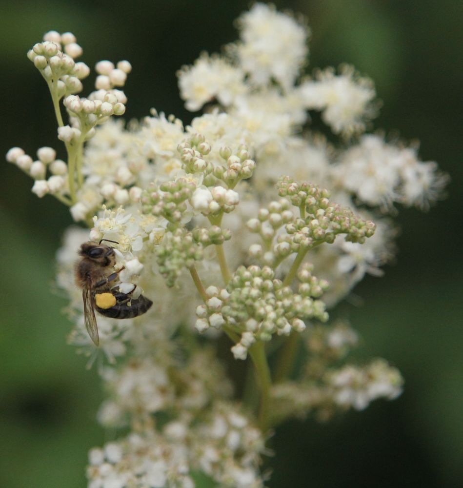 die Natur lebt