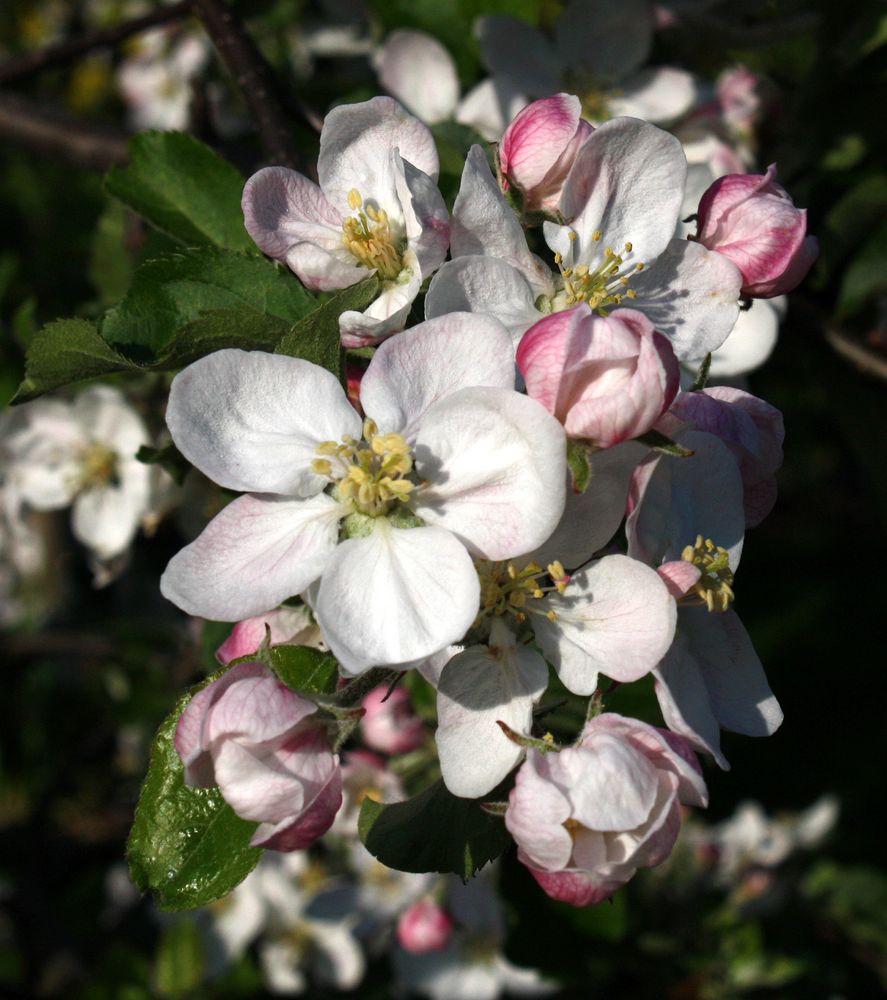 die Natur lebt auf