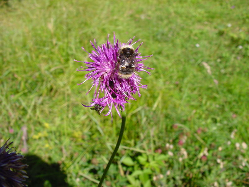 Die Natur lebt